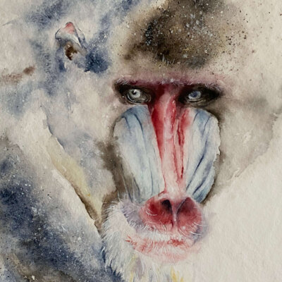 Detail Mandrill-Affe Aquarellbild modern interpretiert 50 x 60 cm Petra Wetzig Künstlerin