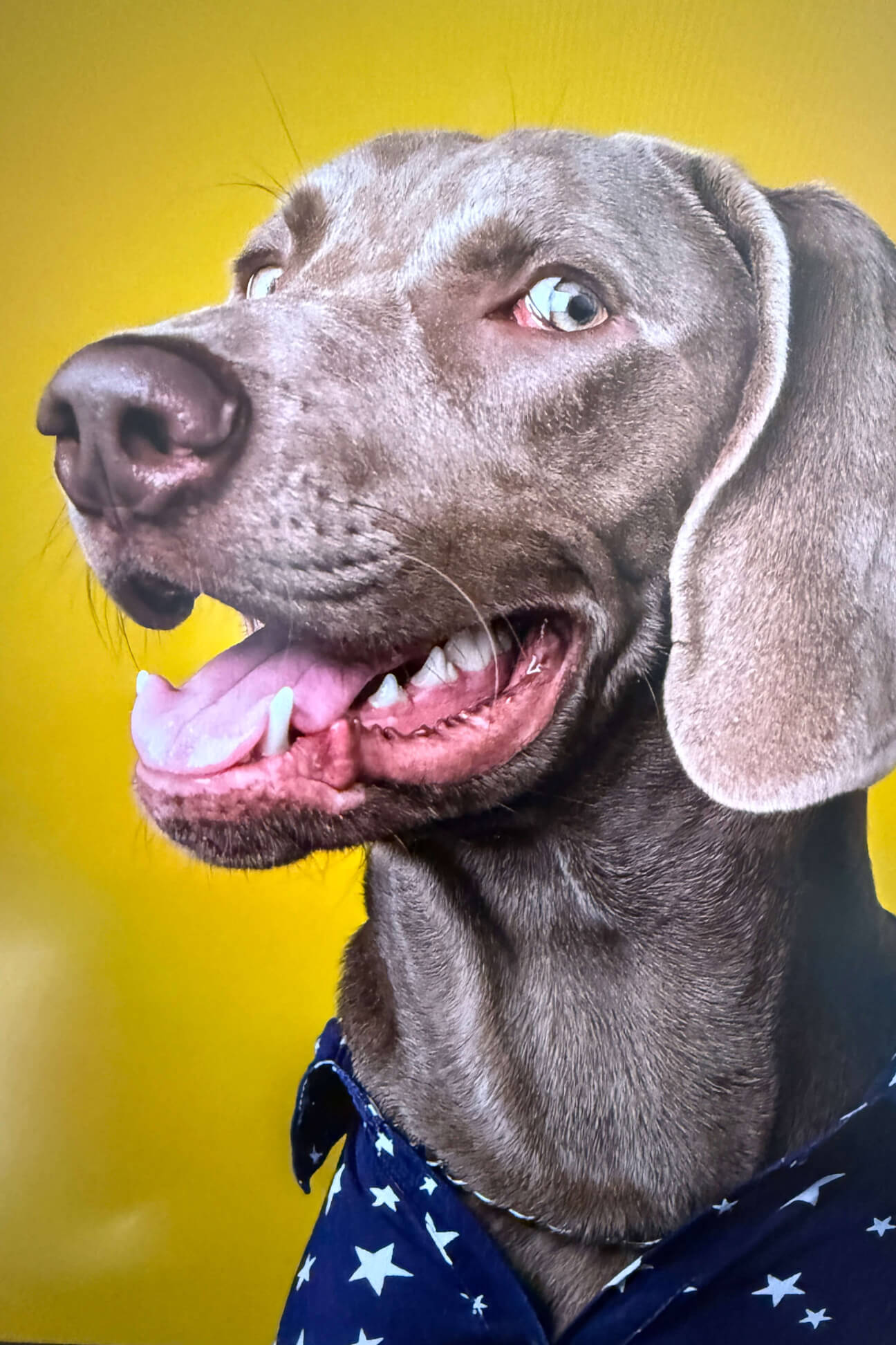 Fotovorlage Weimaraner – Grundlage für handgemaltes Tierportrait in Öl von Petra Wetzig