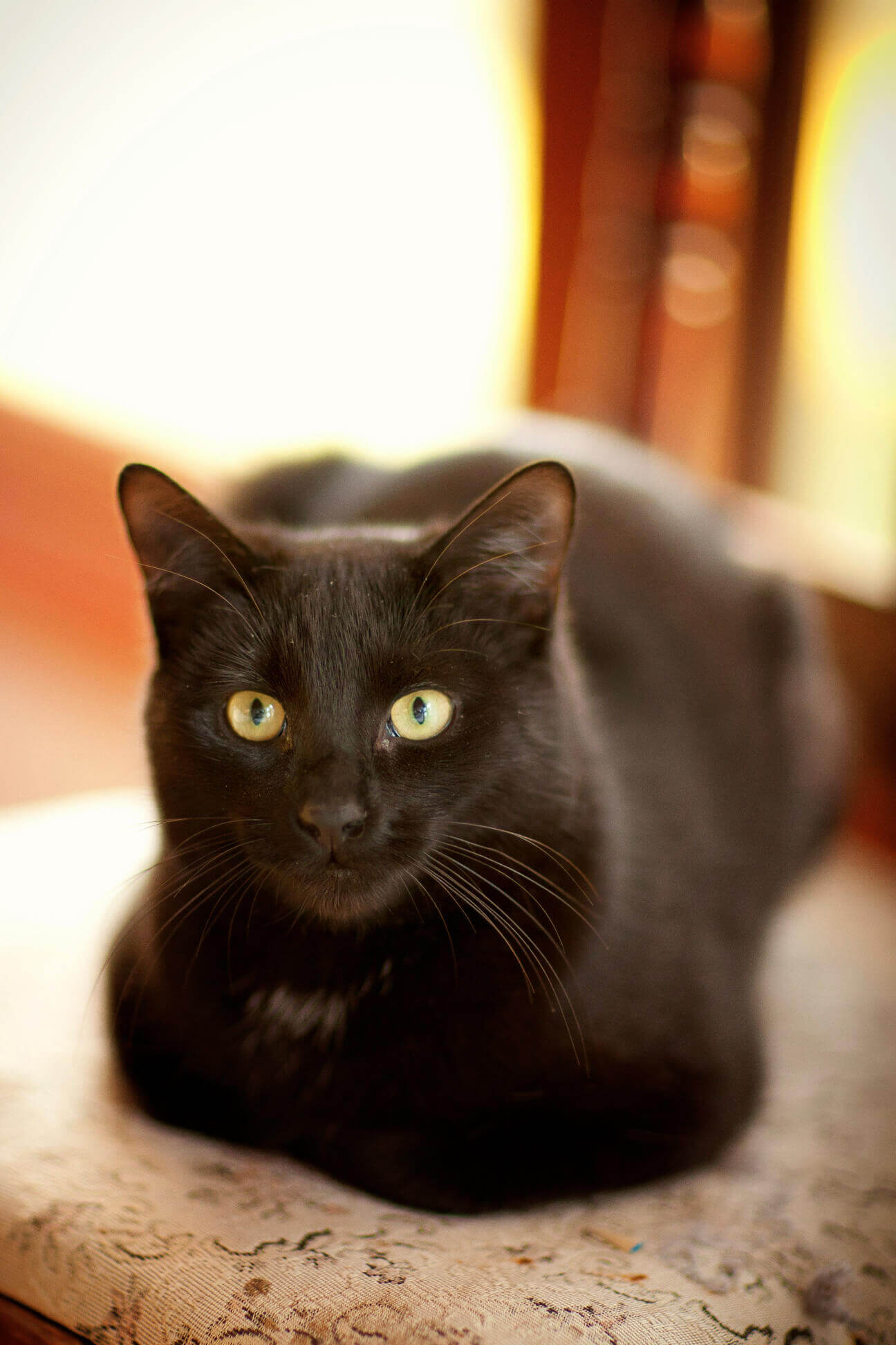 Fotovorlage schwarze Katze – Ausgangspunkt für individuelles Katzenportrait in Öl, gemalt von Petra Wetzig