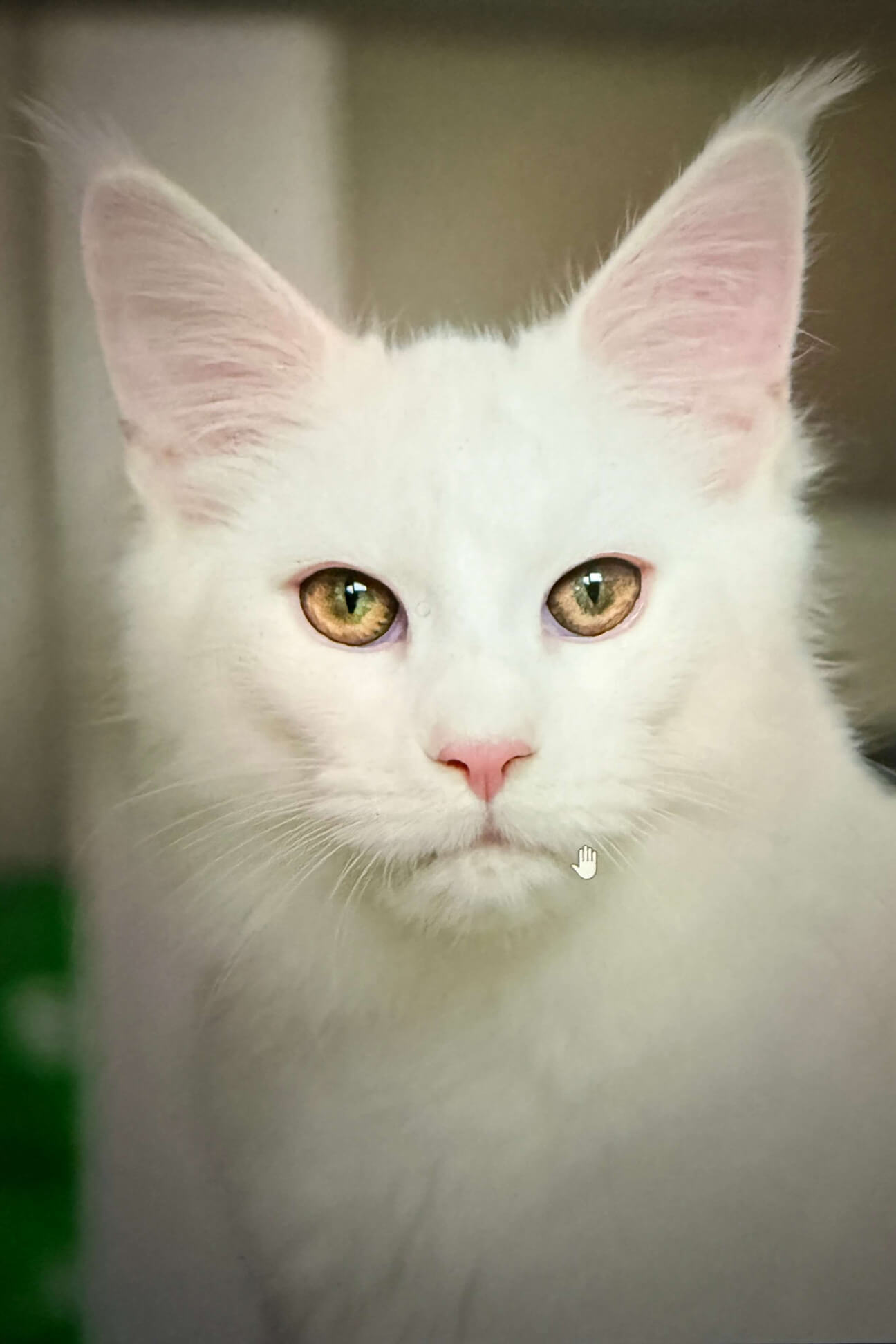 Fotovorlage weiße Katze – Ausgangspunkt für individuelles Katzenportrait in Öl, gemalt von Petra Wetzig